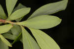 Buckwheat tree <BR>Black titi